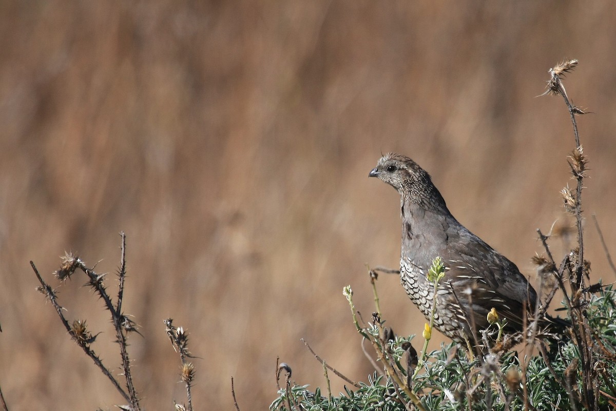 California Quail - Tim Lenz