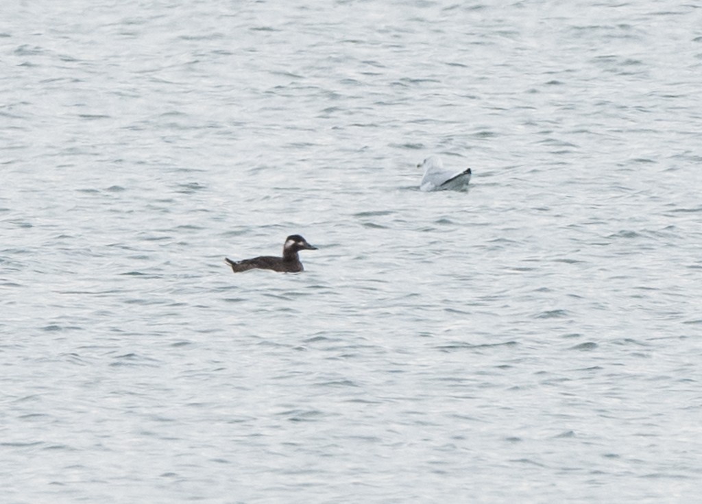 White-winged Scoter - Kevin Rutherford