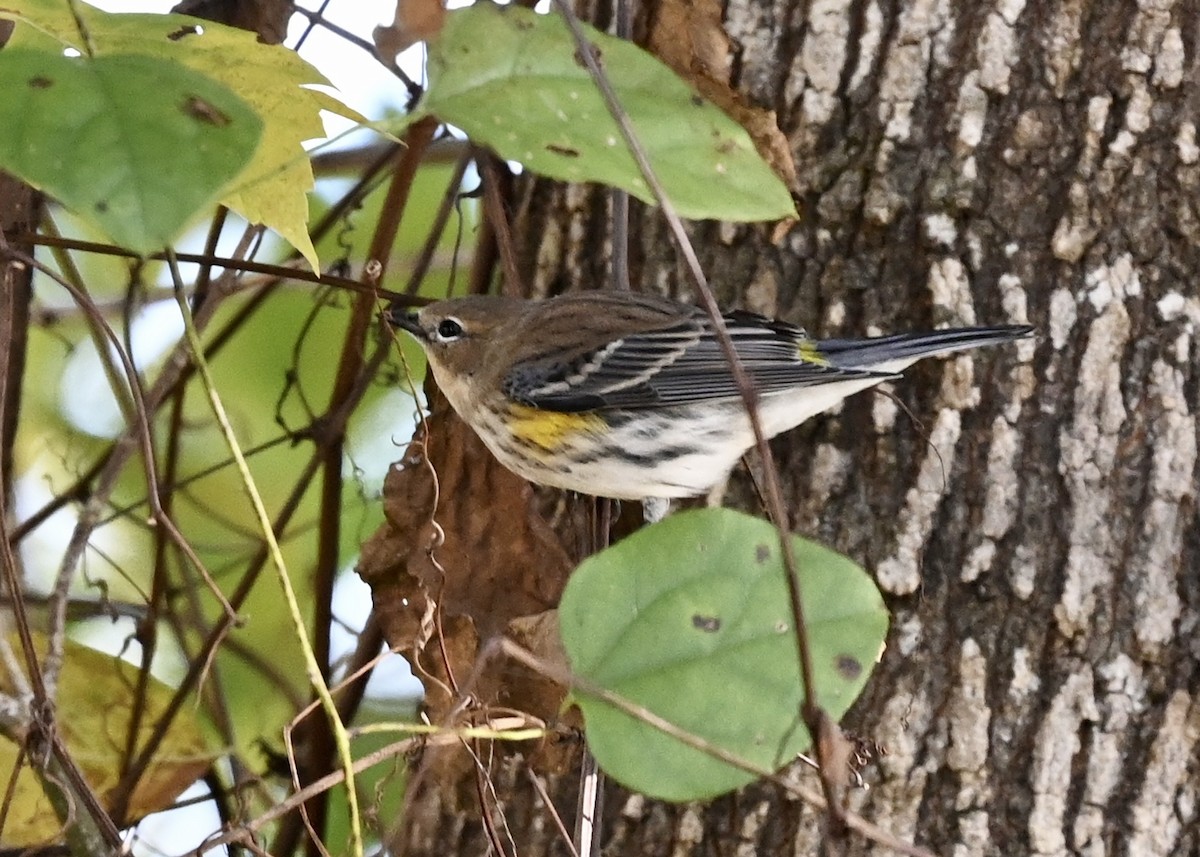 Yellow-rumped Warbler - ML387713571