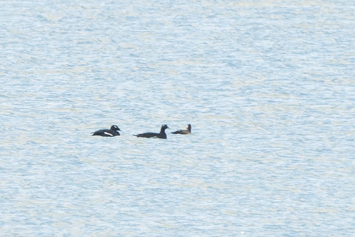 White-winged Scoter - Kevin Rutherford