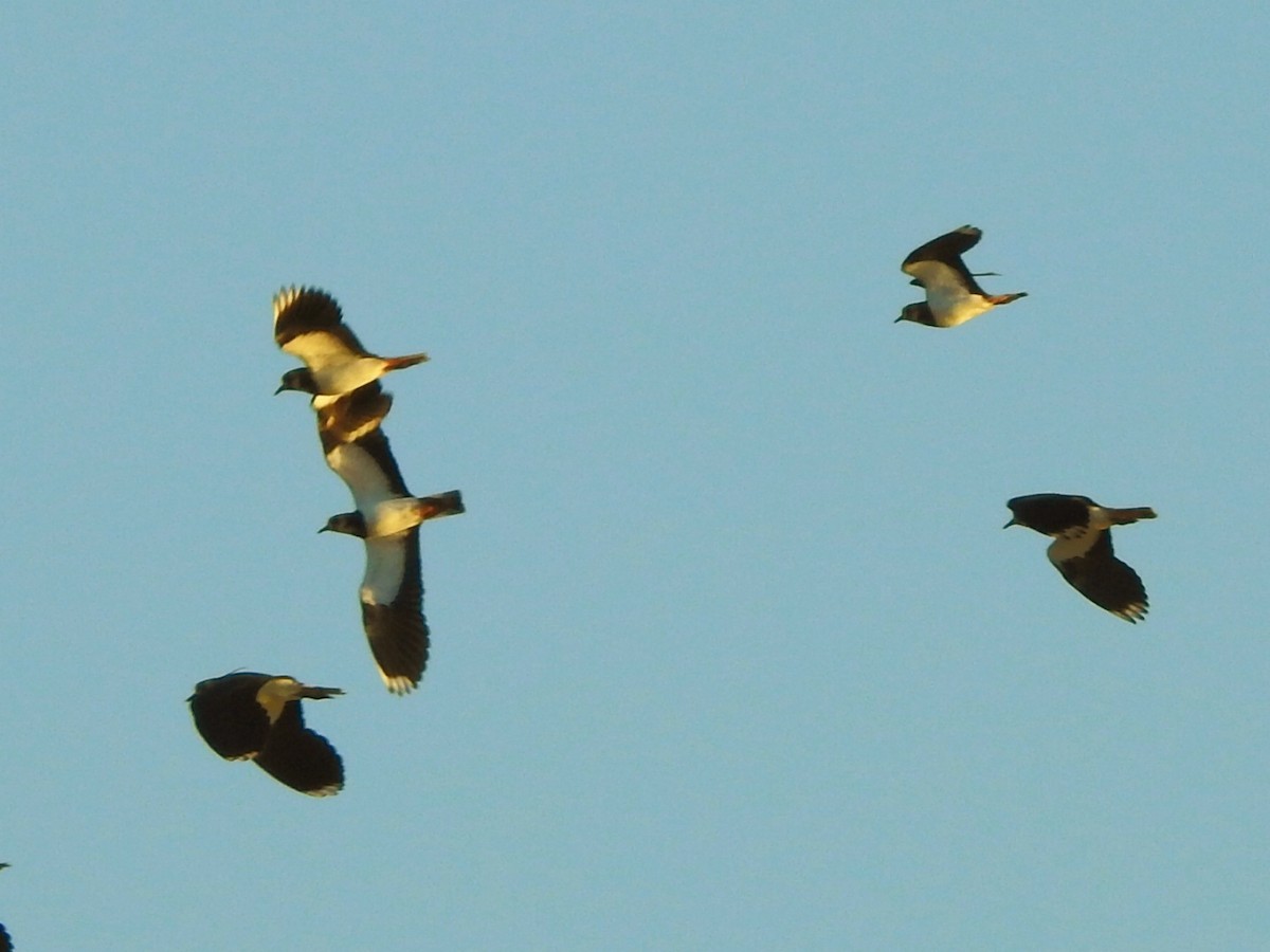 Northern Lapwing - ML387716141