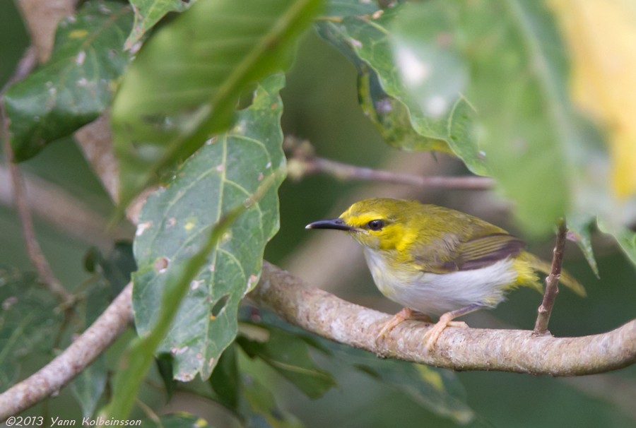 Yellow-browed Camaroptera - ML38771661