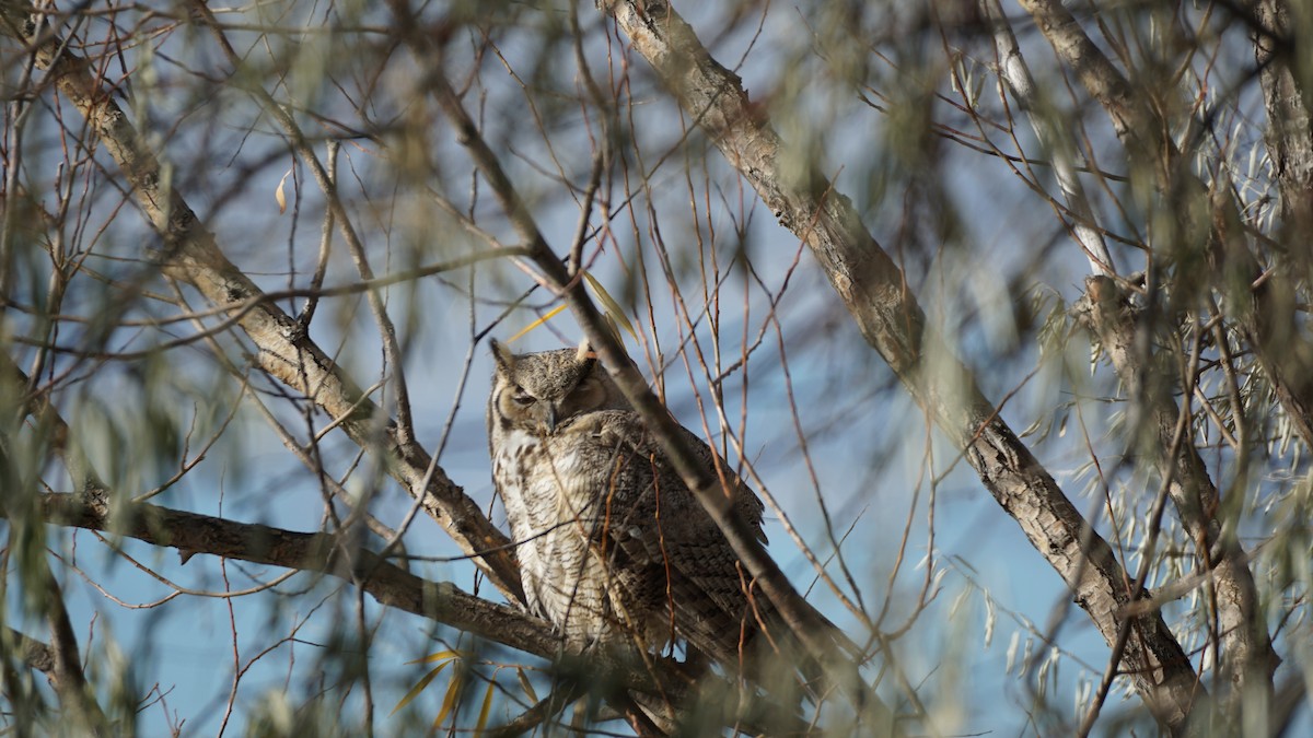 Great Horned Owl - ML387716791