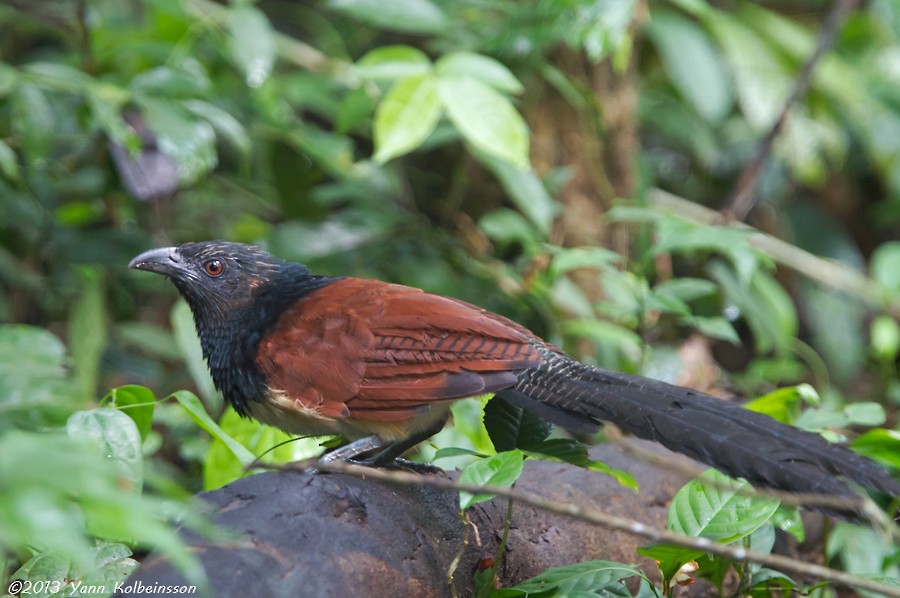 Black-throated Coucal - Yann Kolbeinsson