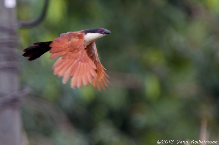 Senegal Coucal - ML38771911