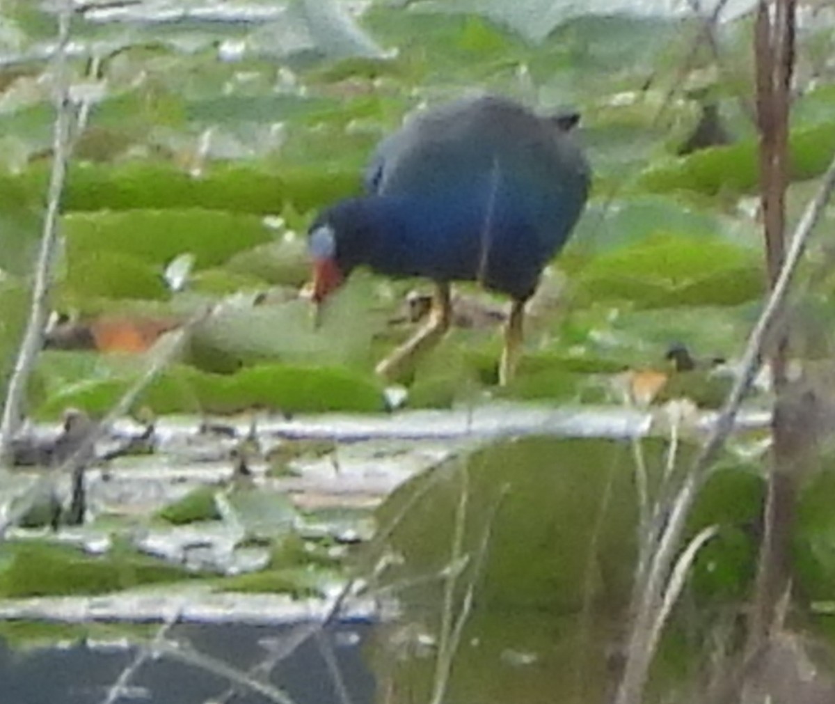 Purple Gallinule - ML387720741