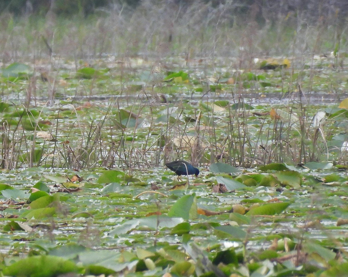 Purple Gallinule - ML387720761