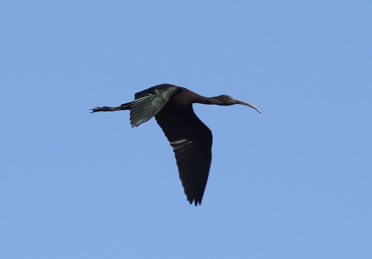 Glossy Ibis - ML387721641