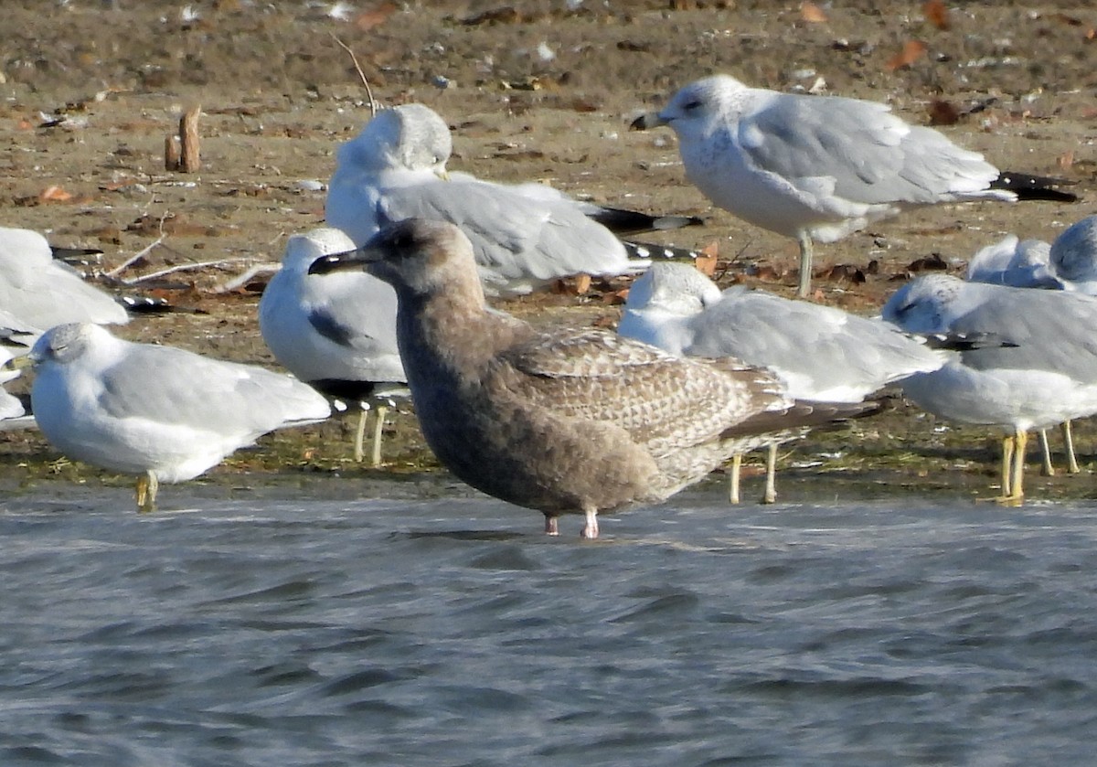 racek polární (ssp. thayeri) - ML387721741