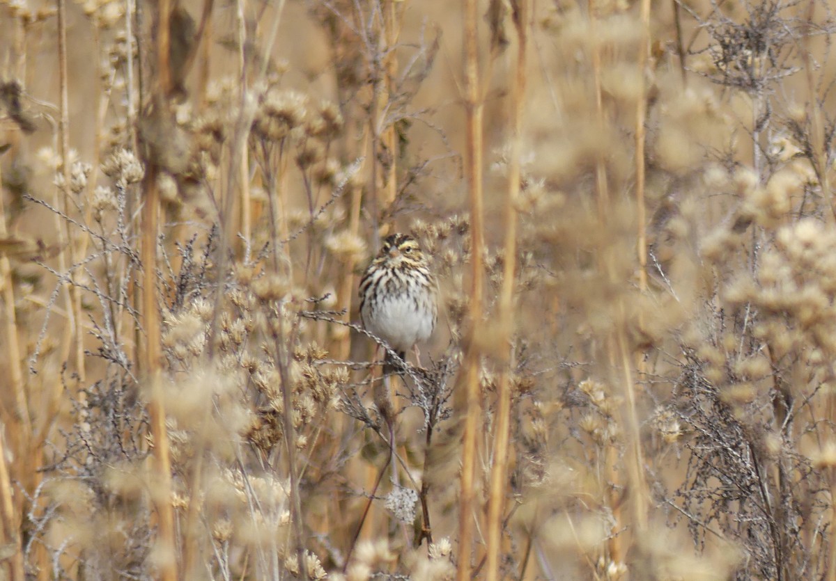 Savannah Sparrow - ML387722161
