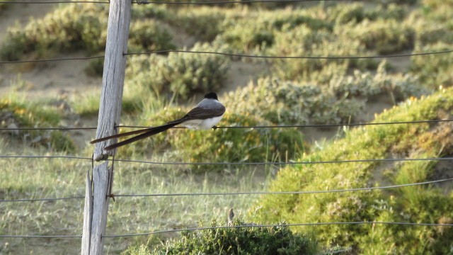 Fork-tailed Flycatcher - Samanta Subires