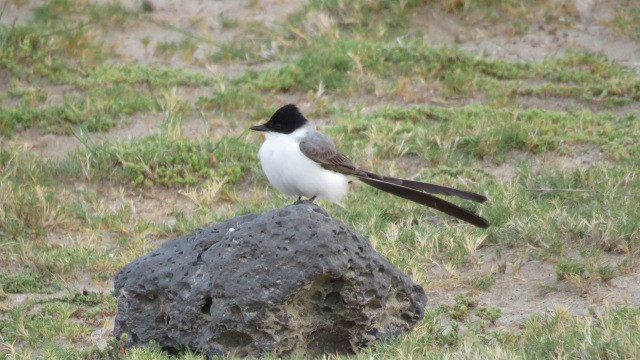 Fork-tailed Flycatcher - ML387722191