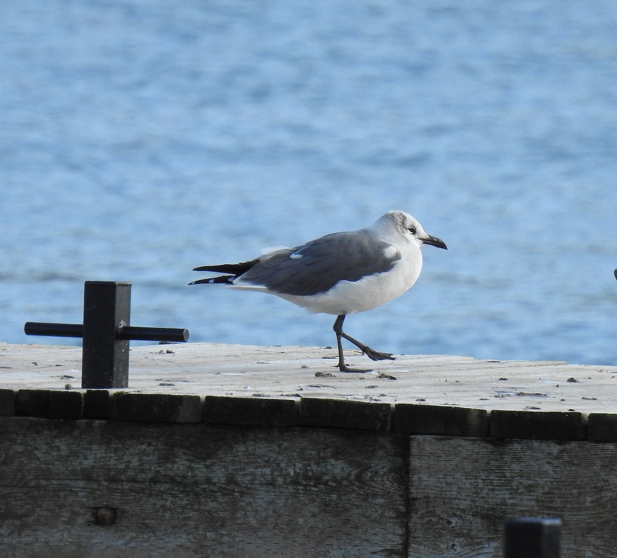 Laughing Gull - Barbara N. Charlton