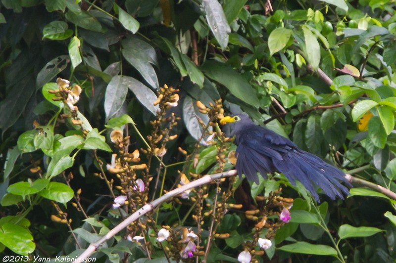 Blue Malkoha - ML38772321