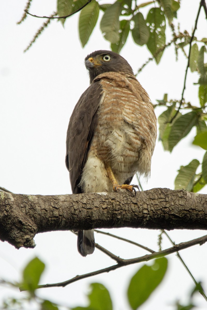 Roadside Hawk - ML387723811