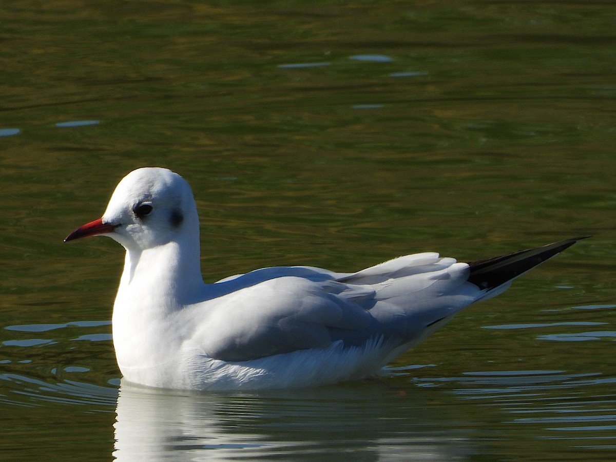 Black-headed Gull - ML387724791