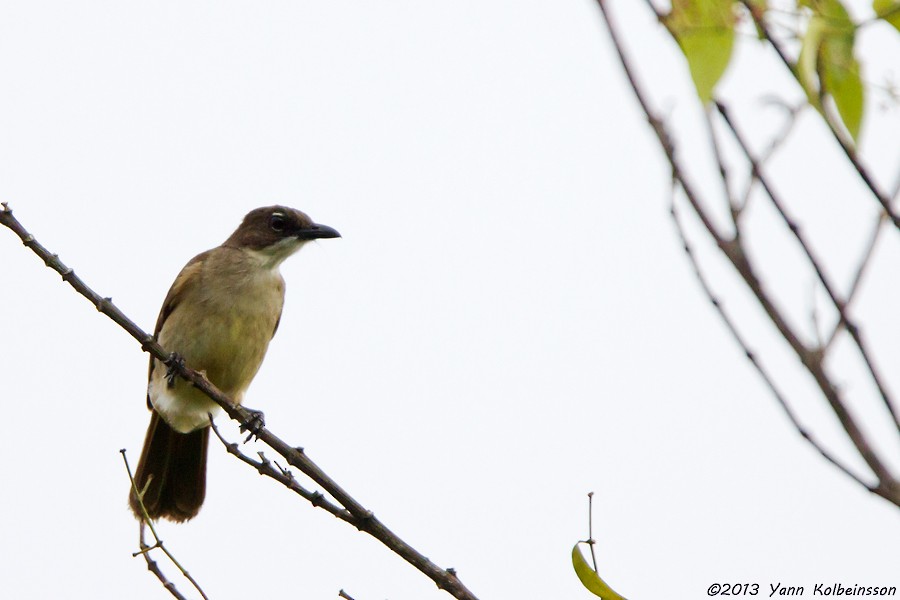 Simple Greenbul - Yann Kolbeinsson