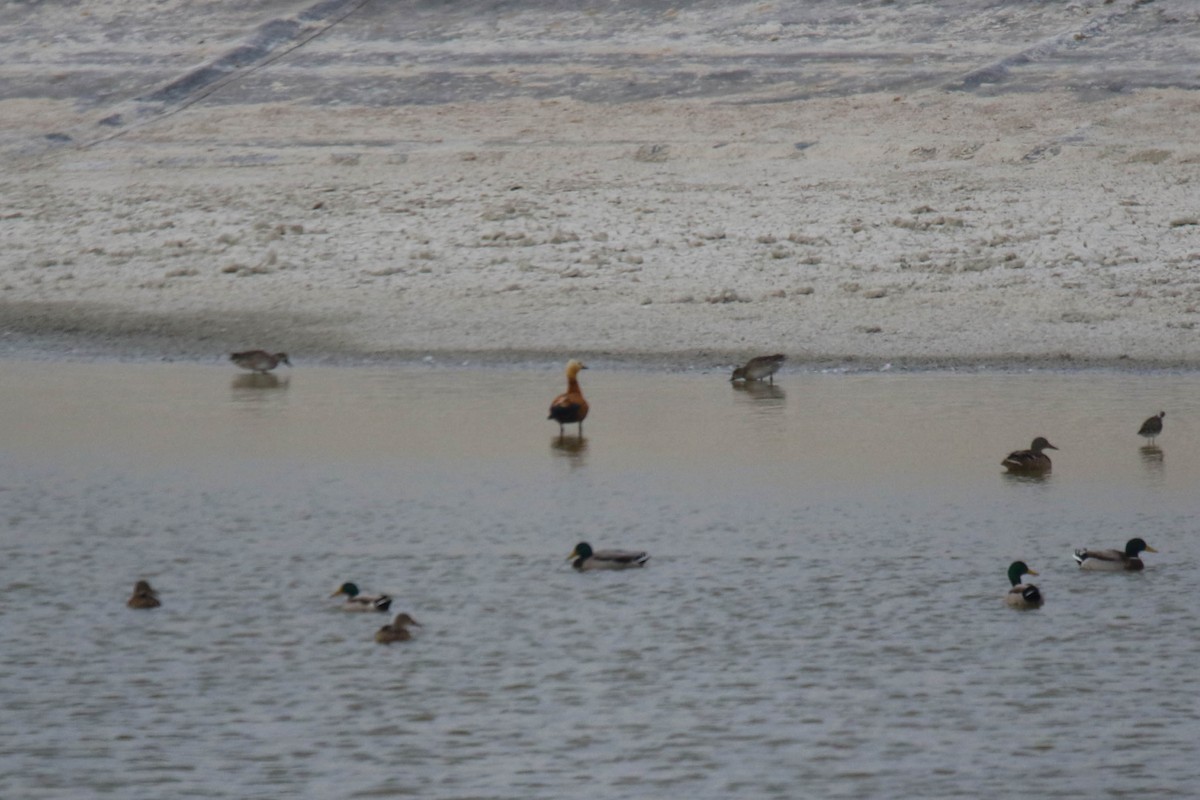 Ruddy Shelduck - ML387726031