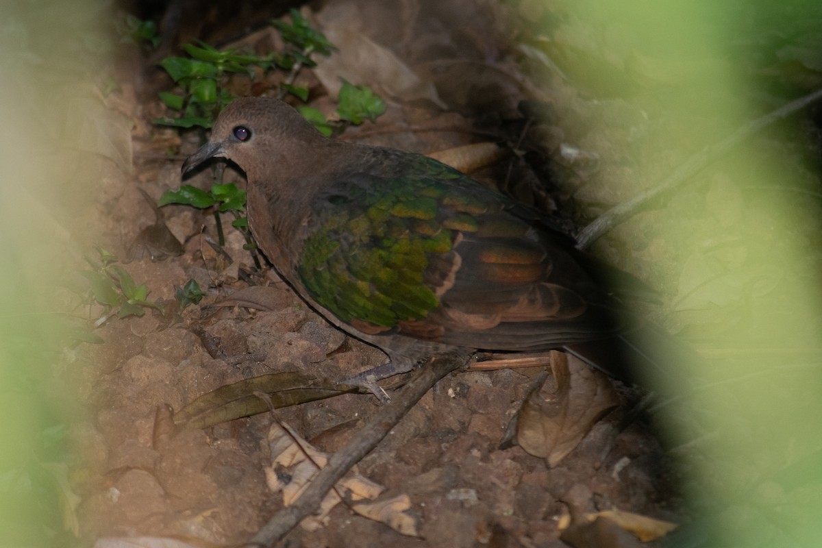 Pacific Emerald Dove - ML387728581