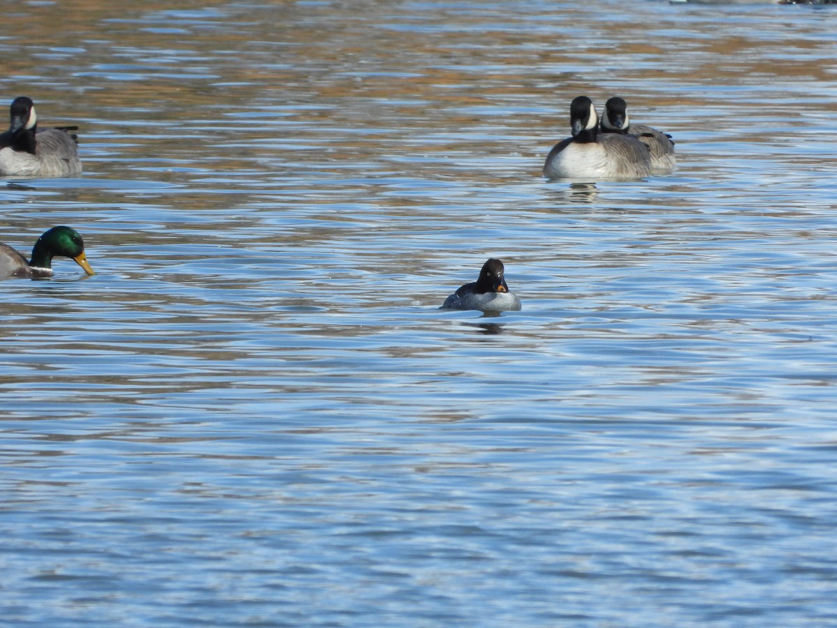 Common Goldeneye - ML387729581