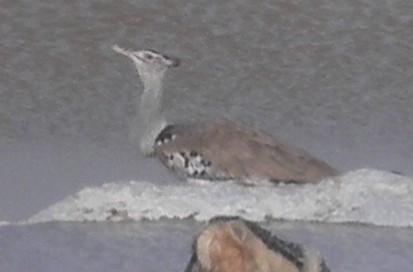 Kori Bustard - ML387729941