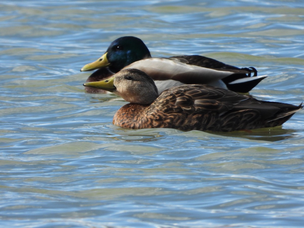 Mexican Duck - ML387730491