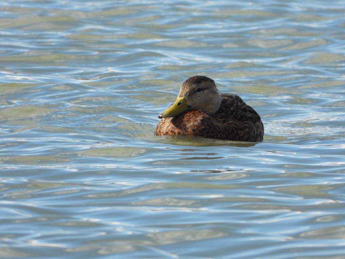 Mexican Duck - ML387730561