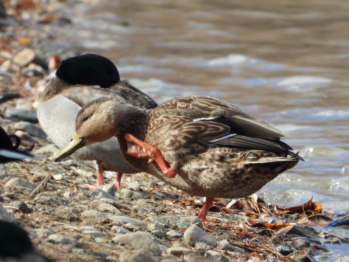 Mexican Duck - ML387730611