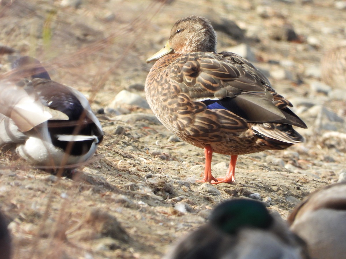 Mexican Duck - ML387730621