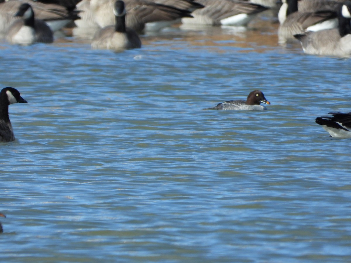 Common Goldeneye - ML387730791