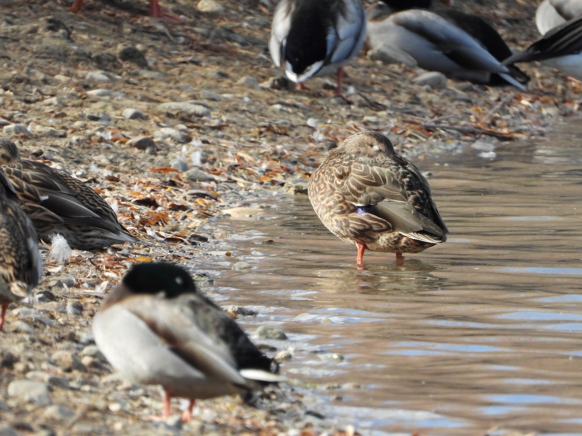 Mexican Duck - ML387730811