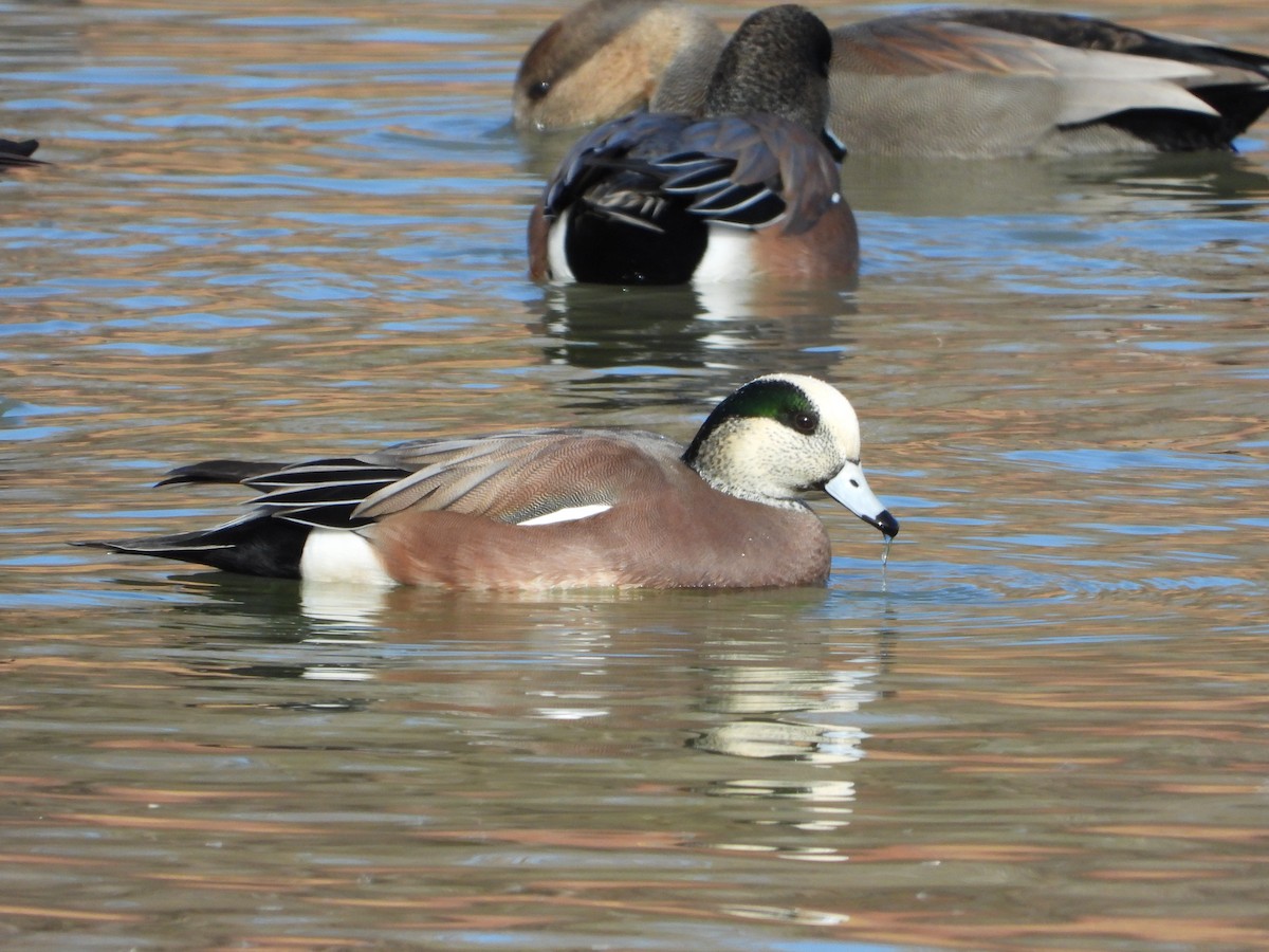 American Wigeon - ML387730881