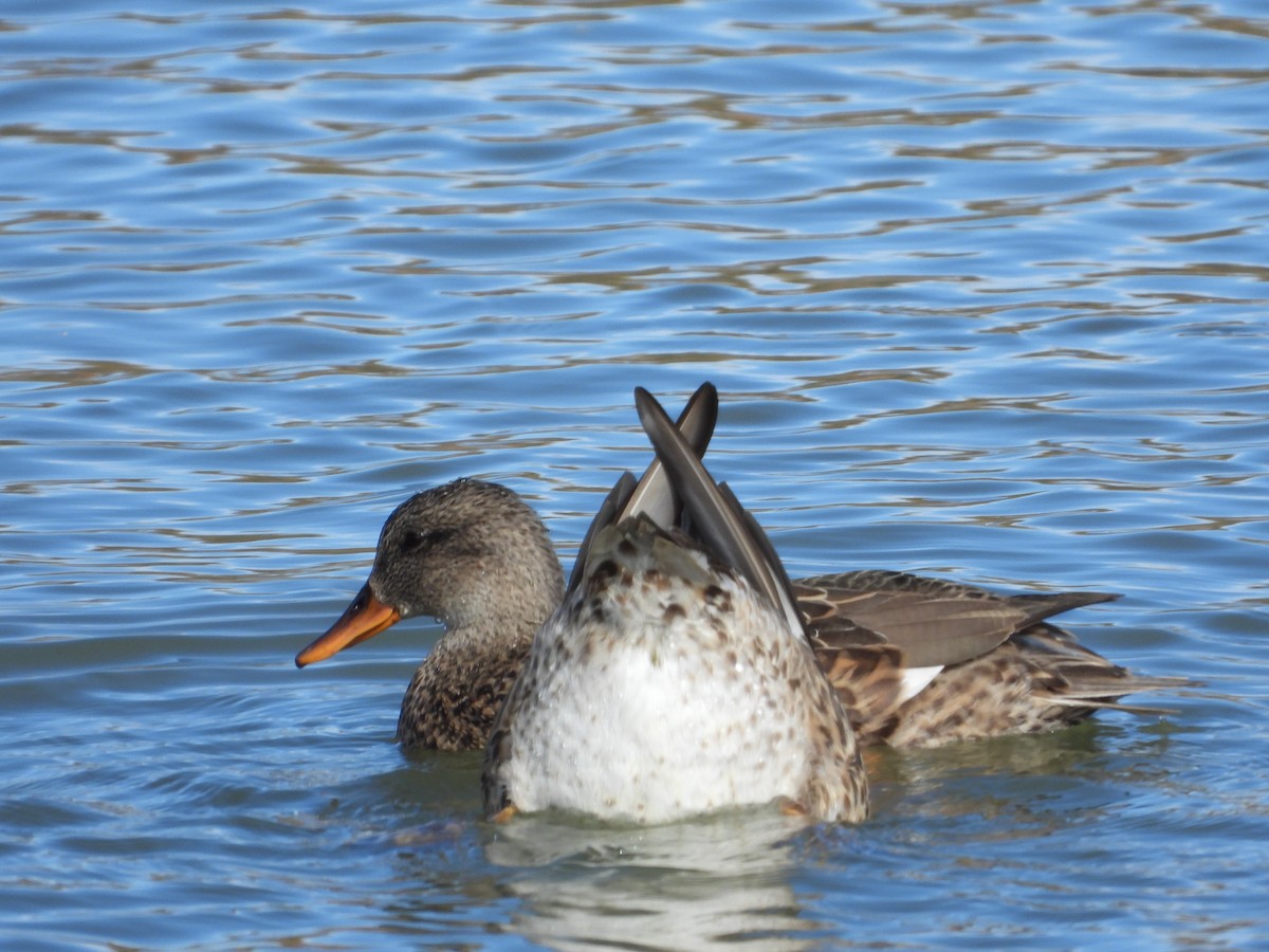 Gadwall - ML387730921