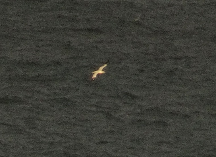 Northern Gannet - ML387732511