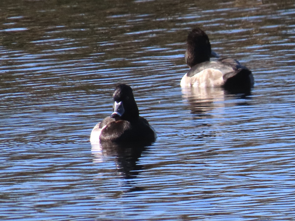 Ring-necked Duck - Alane Gray