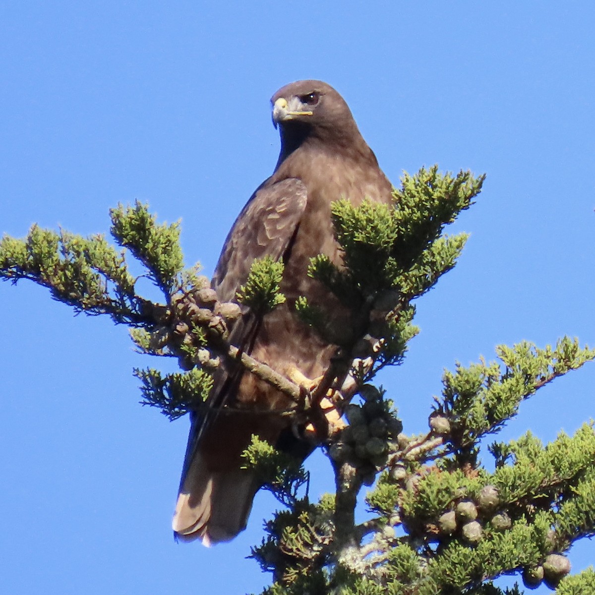 Red-tailed Hawk - ML387733511