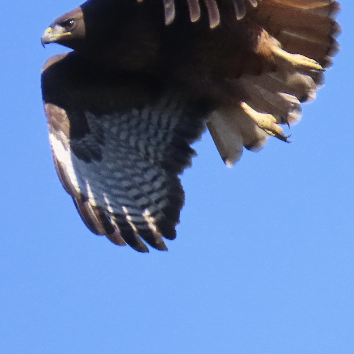 Red-tailed Hawk - Alane Gray