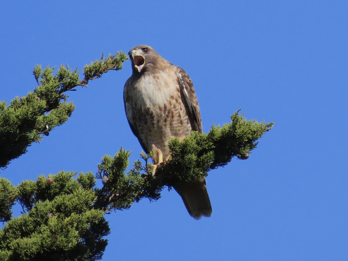 Rotschwanzbussard - ML387733571