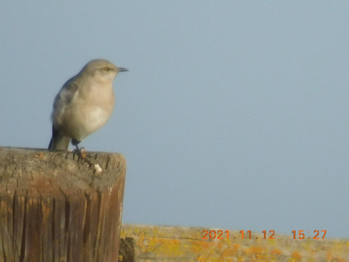 Northern Mockingbird - ML387733771