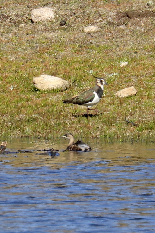 Little Grebe - ML387734241