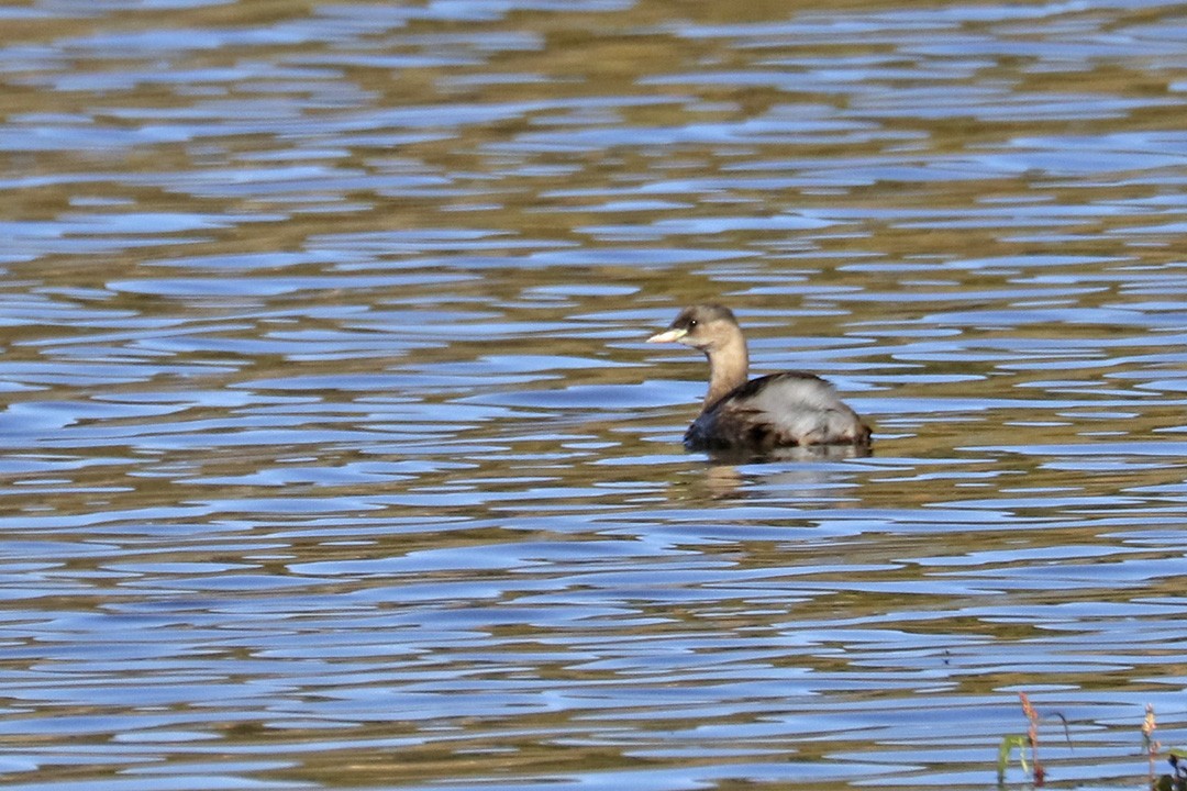 Little Grebe - ML387734251