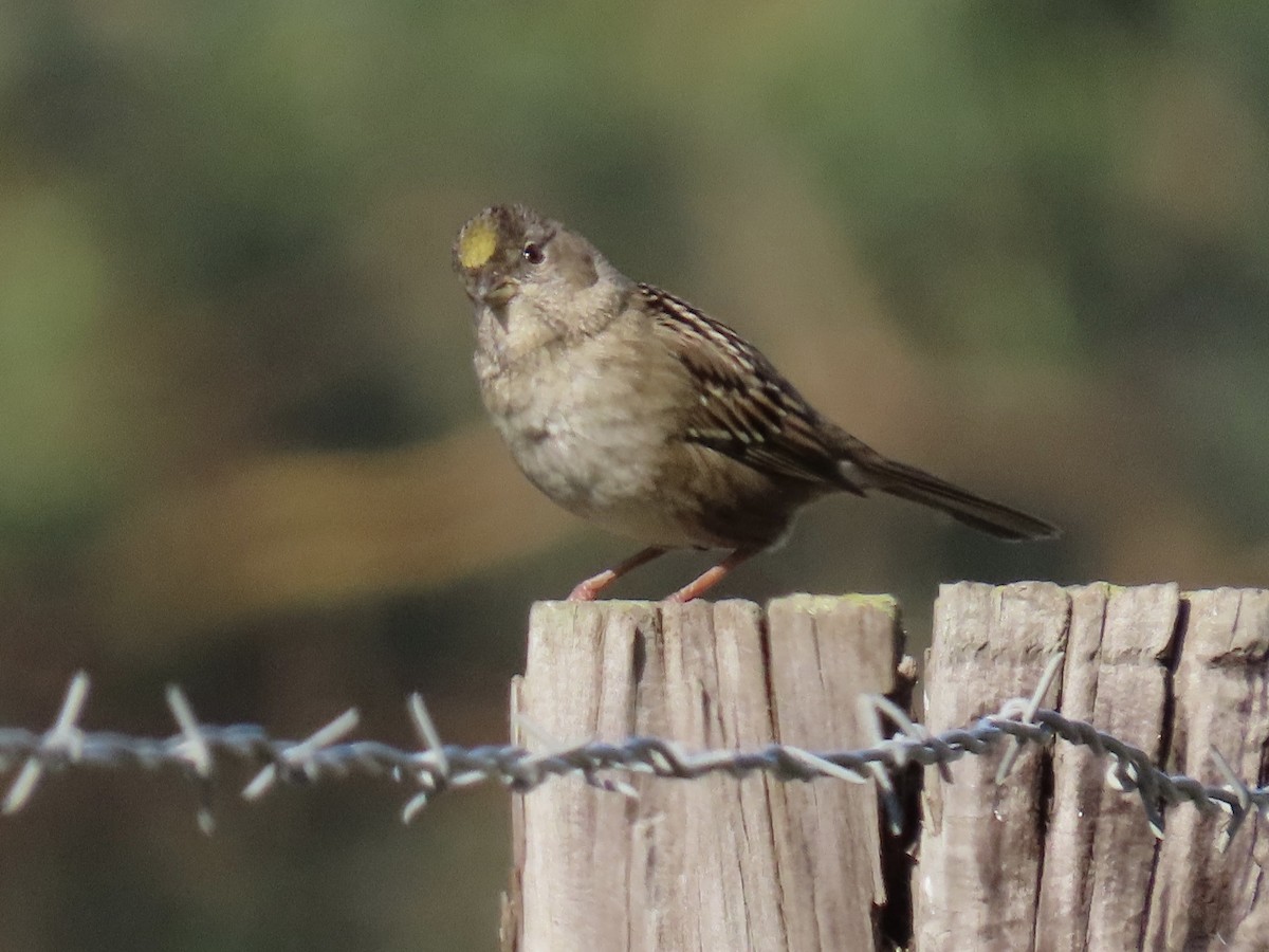 Golden-crowned Sparrow - Alane Gray