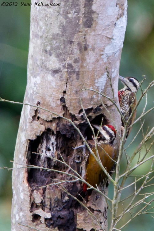Fire-bellied Woodpecker - Yann Kolbeinsson