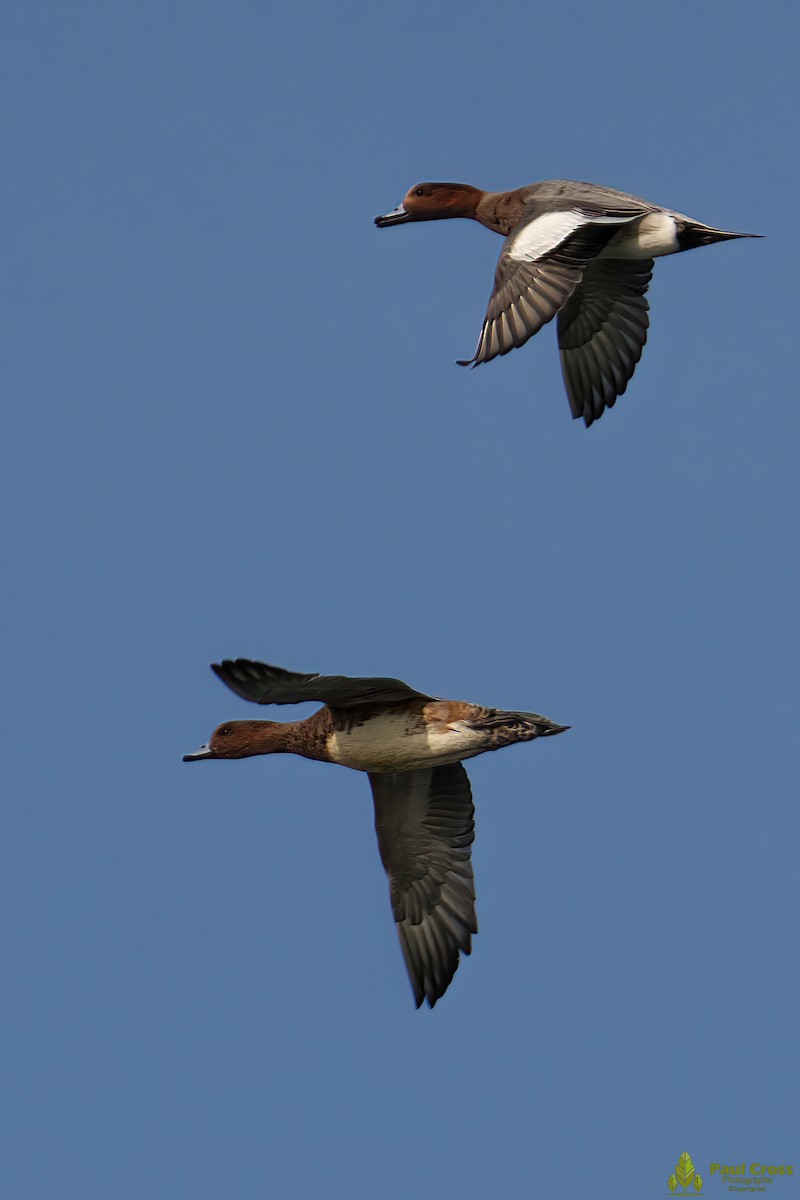 Common Pochard - ML387736851