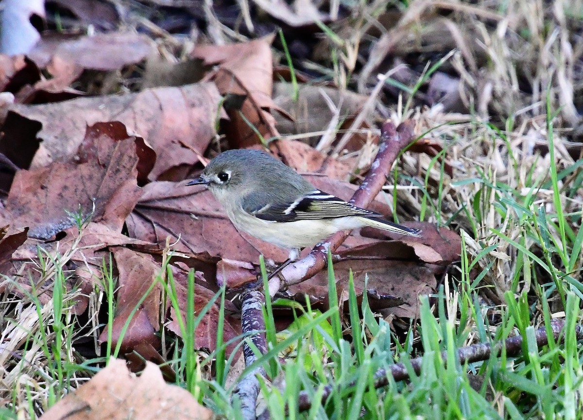 Ruby-crowned Kinglet - Mohan Shenoy