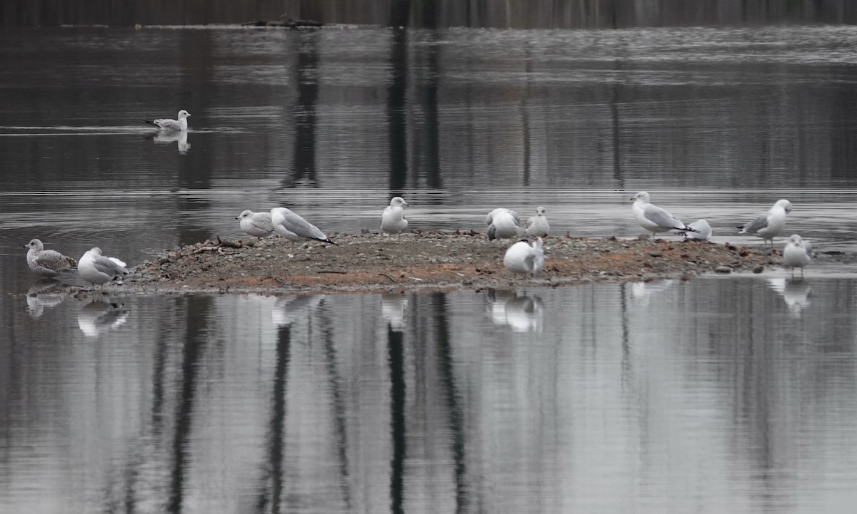 Ring-billed Gull - ML387738061