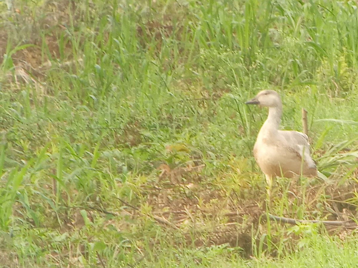 Snow Goose - Liliana Matute Mandujano