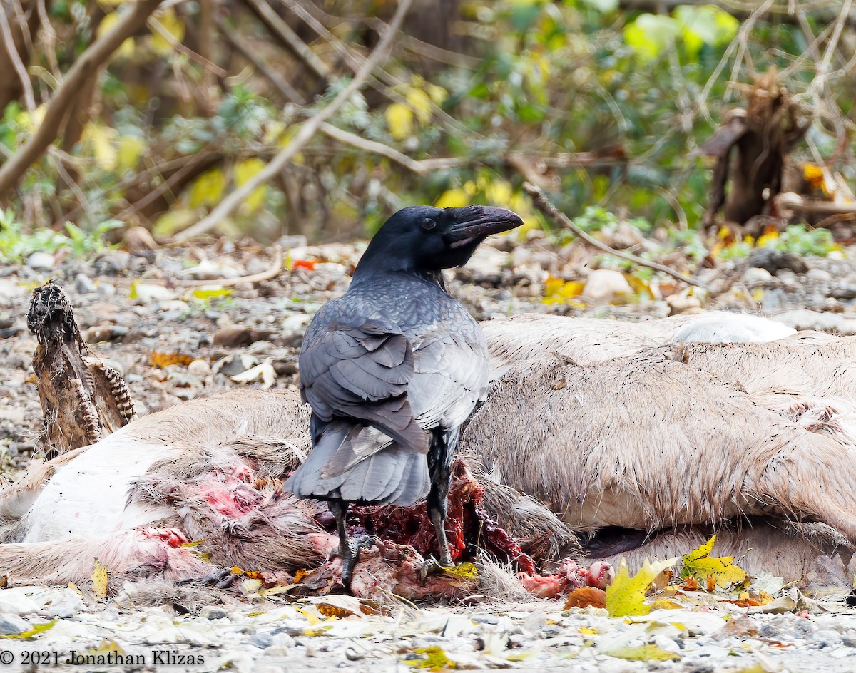 Common Raven - ML387738221