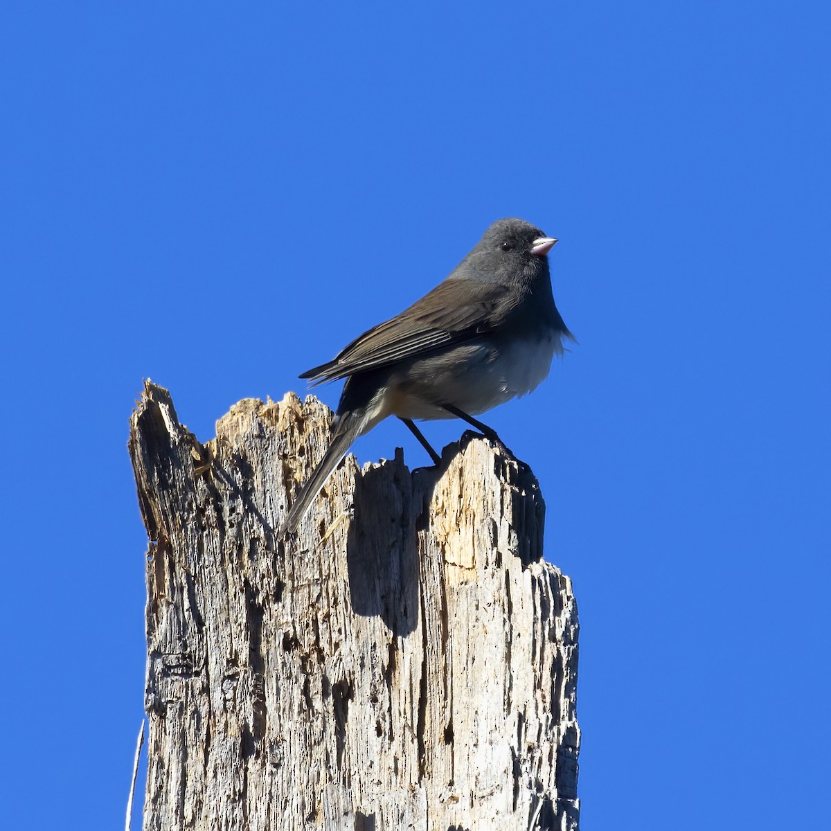 Dark-eyed Junco - ML387738601