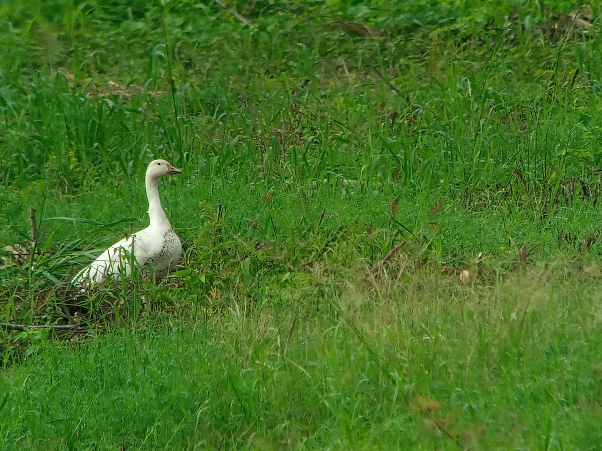 Snow Goose - ML387738711